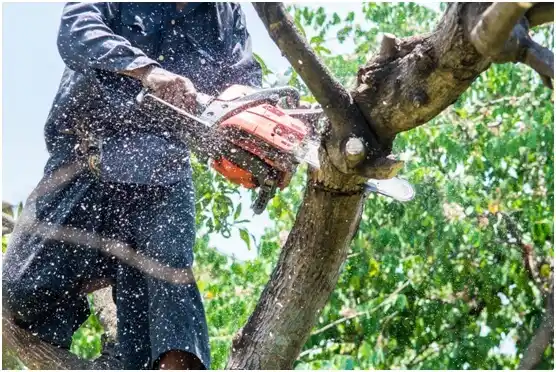 tree services Mechanicsville